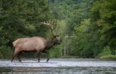 Elk walking in lake against trees