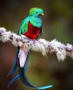 bird