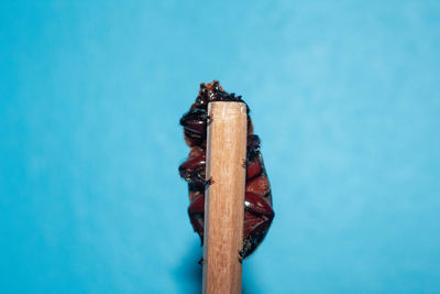 Close-up of food against blue background