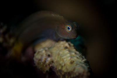 Close-up of fish swimming in sea