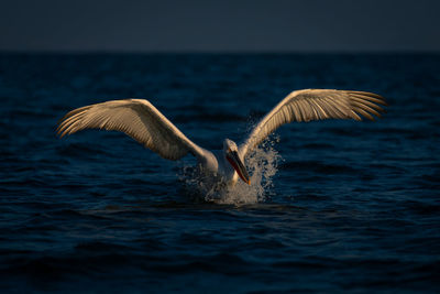 Bird flying over sea