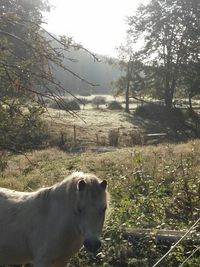 Dog standing on grassy field