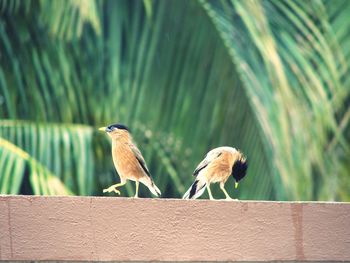 Birds perching on a tree