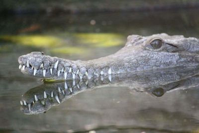 Side view of a reptile in the sea