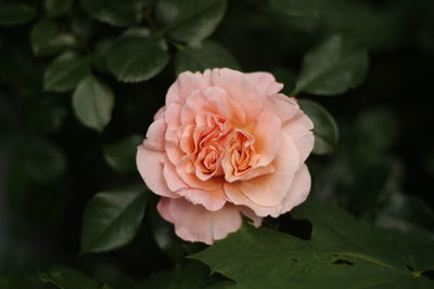 Close-up of pink rose