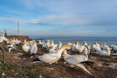 Flock of birds on beach