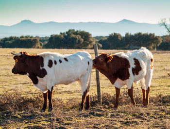 Cows standing in a field