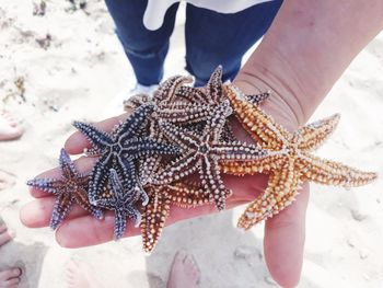 Midsection of person holding butterfly on beach