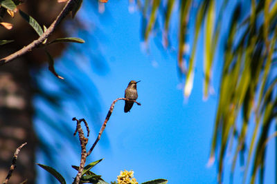 Low angle view of bird perching on plant against sky