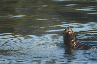 Close-up of turtle swimming in water