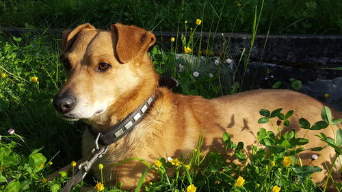 Close-up of dog lying on grass