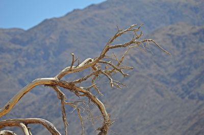 Close-up of tree against mountain