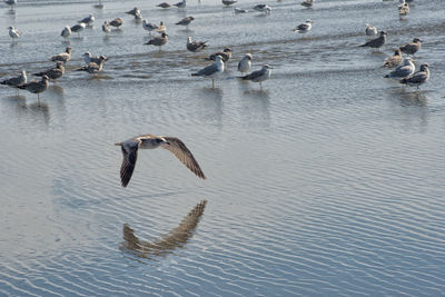 Swans swimming in lake