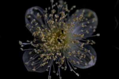 Close-up of flower over black background