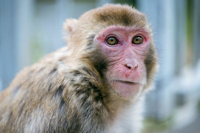 Baboon Japanese