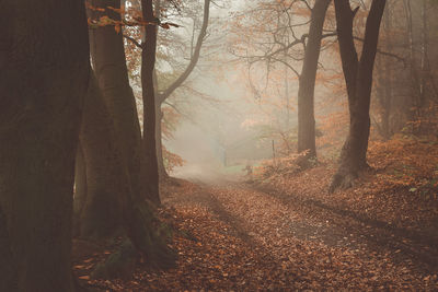 Trees in forest during foggy weather