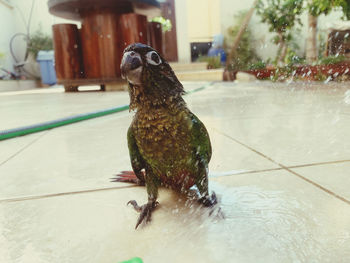 Close-up of bird perching on a floor