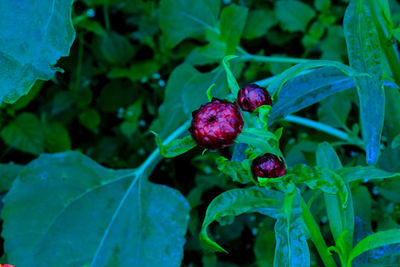 Close-up of strawberry growing on plant