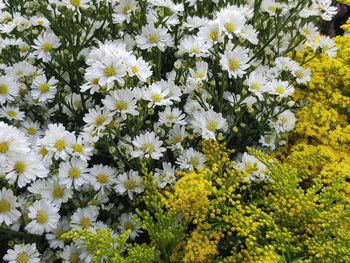 High angle view of white flowering plants in field