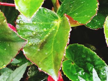 Close-up of water drops on plant