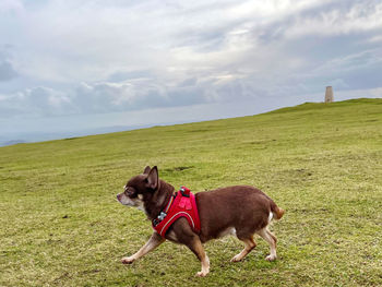 Dog standing on field