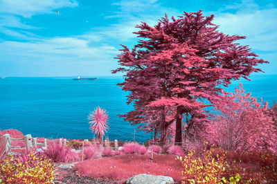 Pink tree against sea