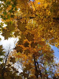 Low angle view of trees