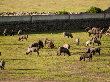 Flock of sheep grazing in a field