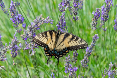 Butterfly on flower