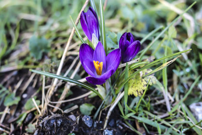 Close-up of purple crocus blooming outdoors