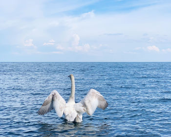 Swan in a sea