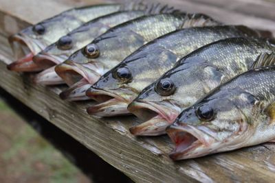 Close-up of fish