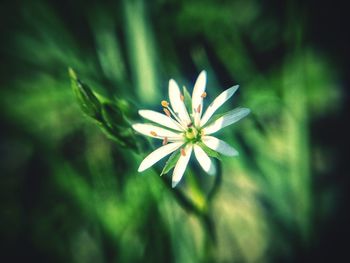 Close-up of white flower