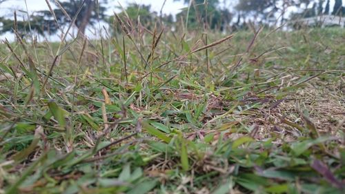 Close-up of plants on field