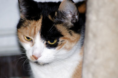 Close-up portrait of cat