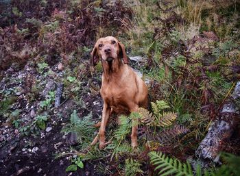 Portrait of dog standing in forest