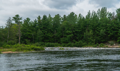 Scenic view of river amidst trees in forest against sky