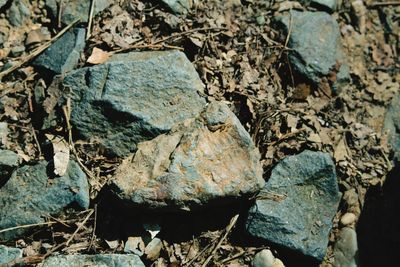 Close-up of rock on field