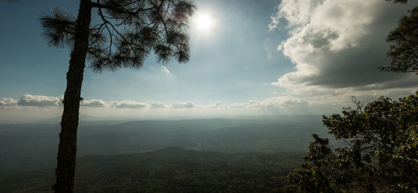 Trees on landscape against sky