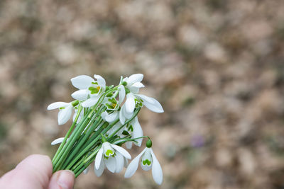 Close-up of hand holding white flowers