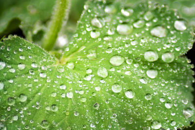 Close-up of water drops on leaves