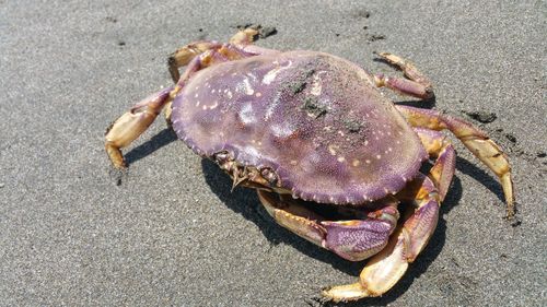 High angle view of crab on sand