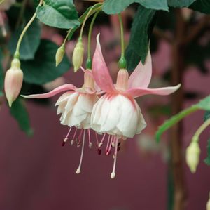 Close-up of pink cherry blossom