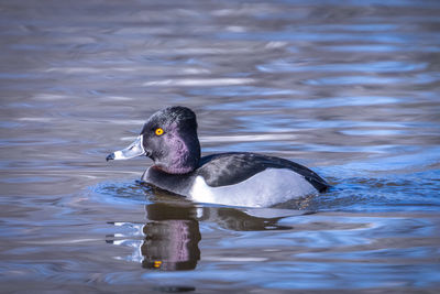 Ring-necked duck swimming in a lake.