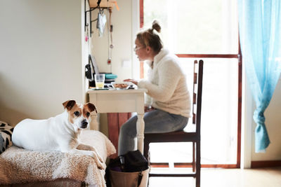 Dog sitting on sofa with disabled woman using laptop in background at home