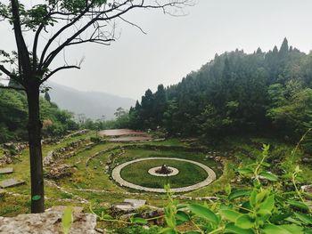 High angle view of trees and plants against sky