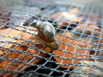 Close-up of snail on metal