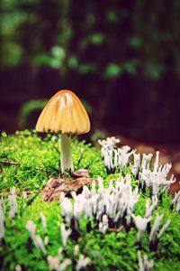 Mushrooms growing on field