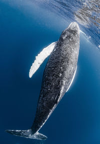 A baby humpback whale in okinawa, japan