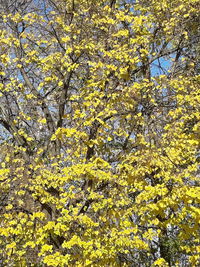 Full frame shot of yellow flowering tree